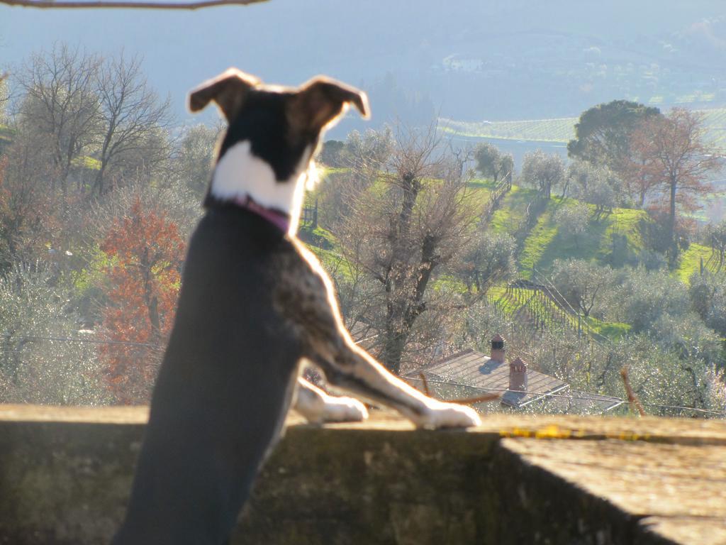 Agriturismo La Fontaccia Rufina المظهر الخارجي الصورة